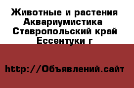 Животные и растения Аквариумистика. Ставропольский край,Ессентуки г.